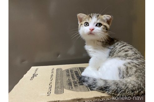 成約済の千葉県のスコティッシュフォールド-93619の1枚目